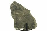 Fossil Sauropod Rib Bone Section w/ Metal Stand - Colorado #383114-2